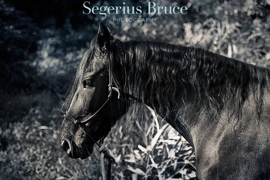 Horse Horse