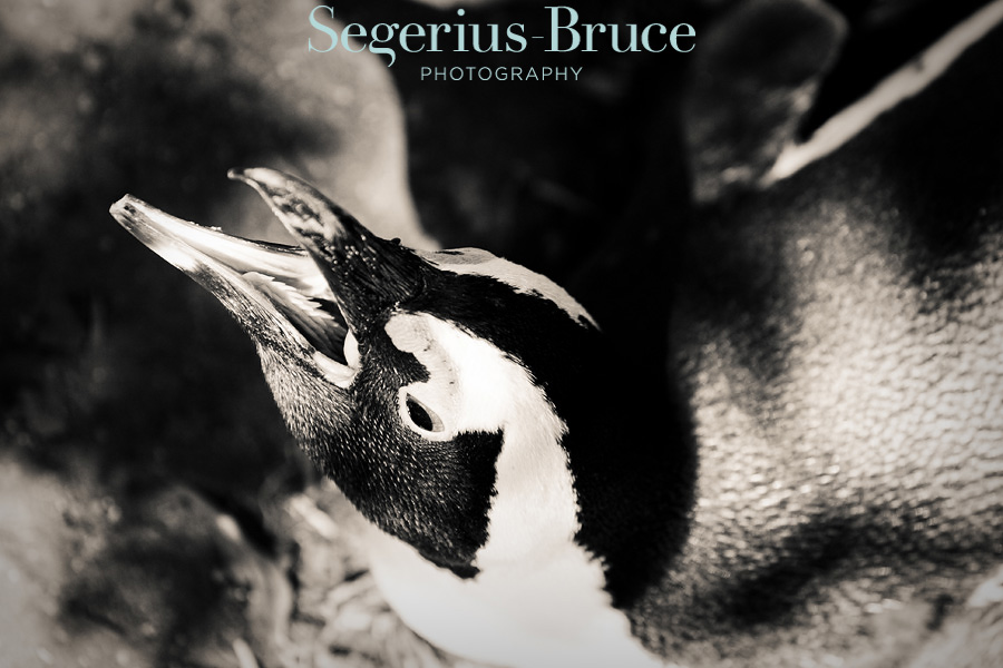 Penguins Bolders Bay, Cape Town, South Africa