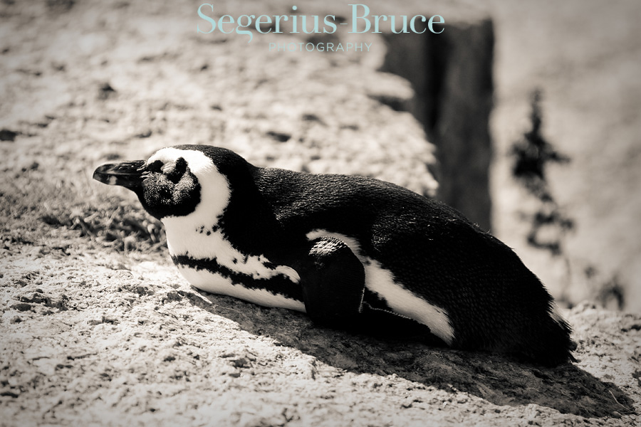 Boulders Bay Penguins Cape South Africa