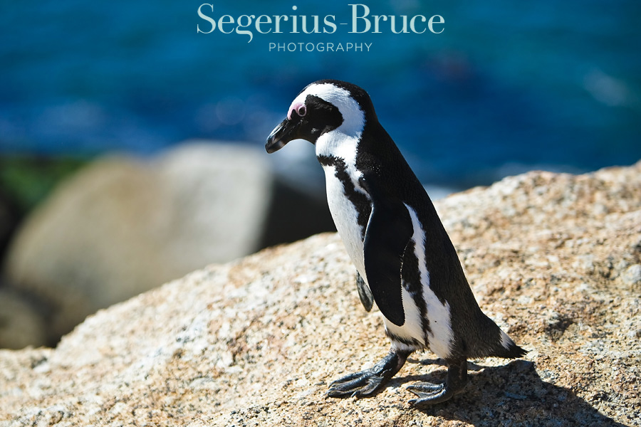 Penguin Boulders Bay, Cape Town, South Africa